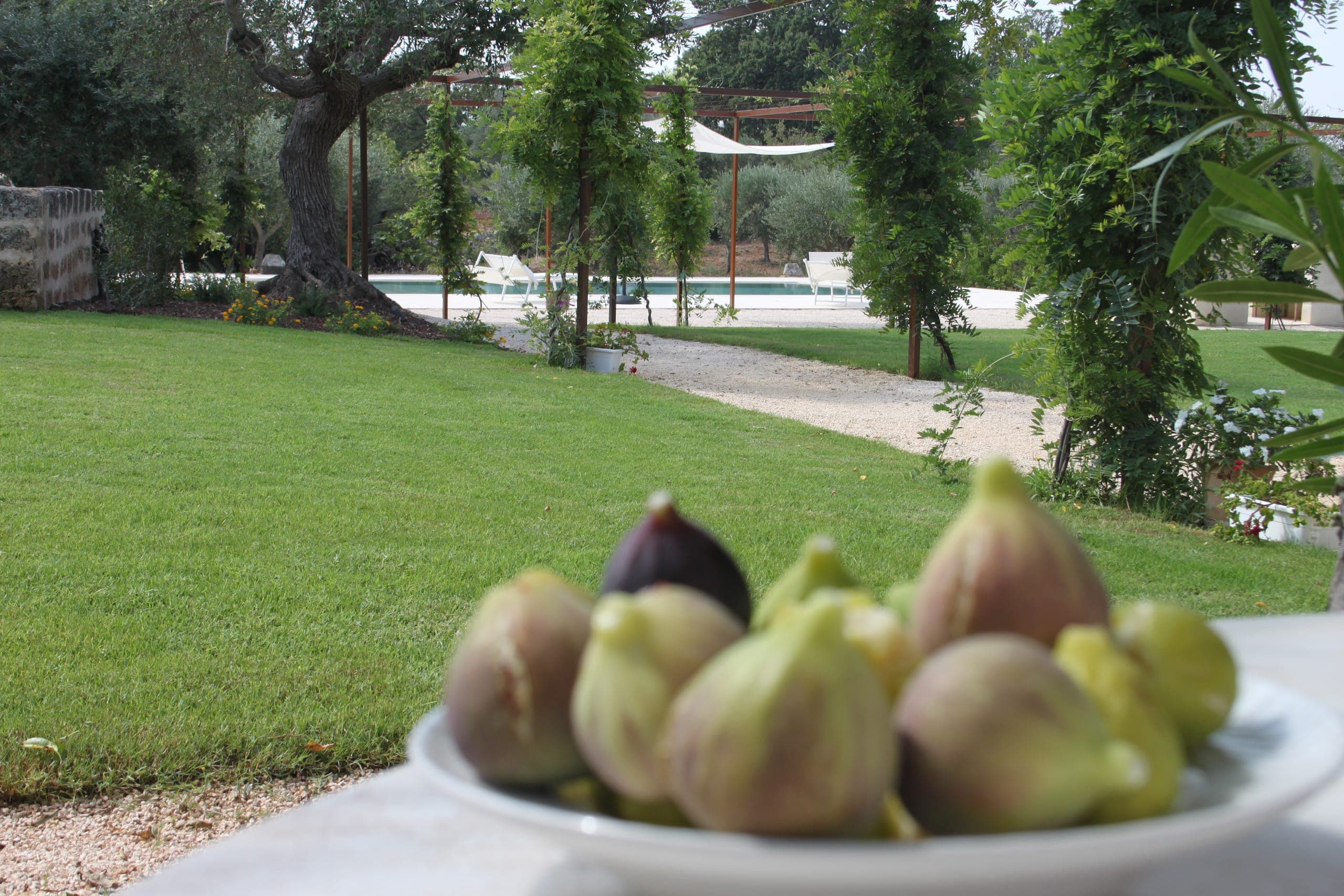 Fresh figs picked in the masseria's garden