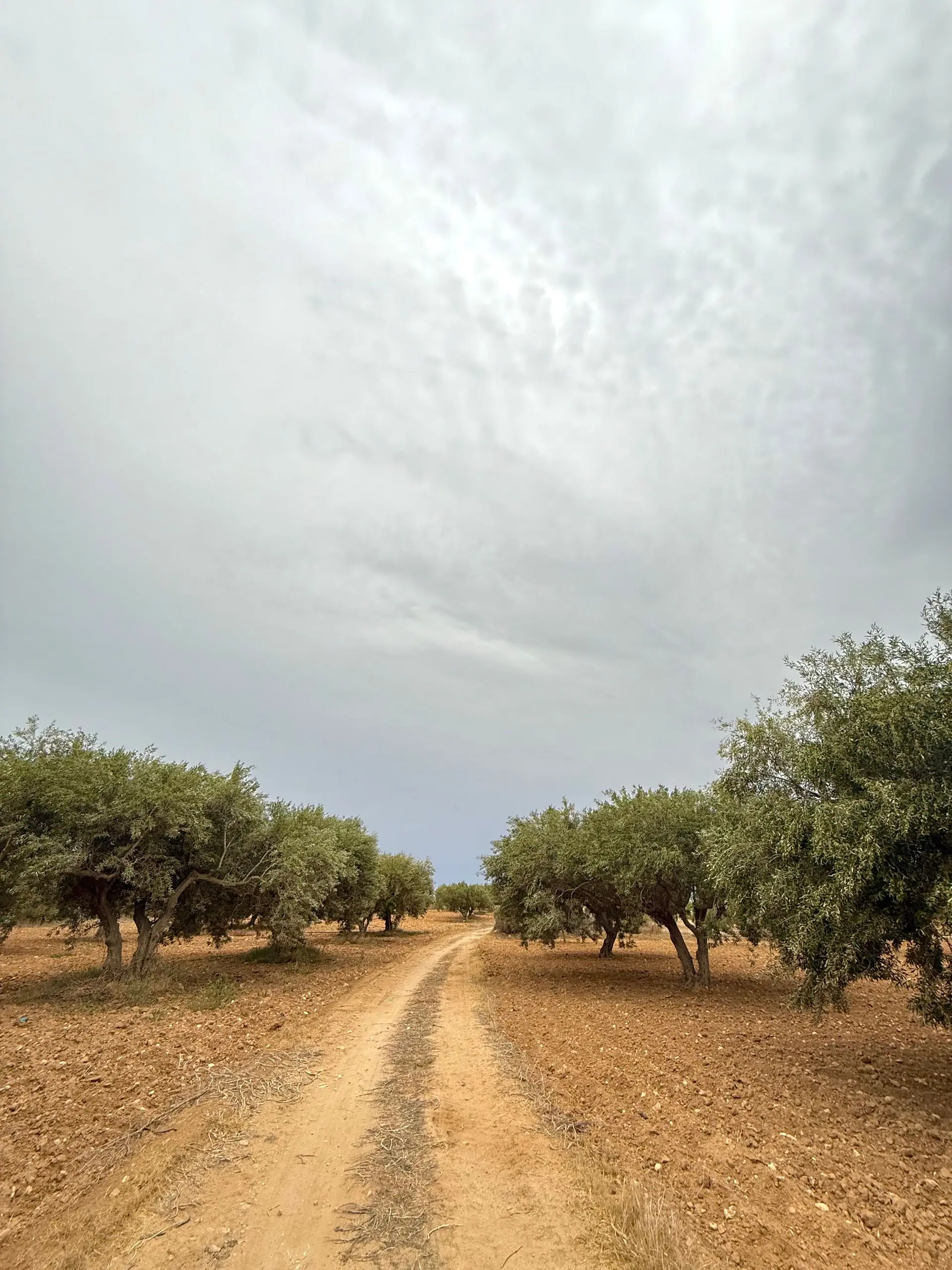 Un chemin de terre traverse une oliveraie dans la campagne des Pouilles